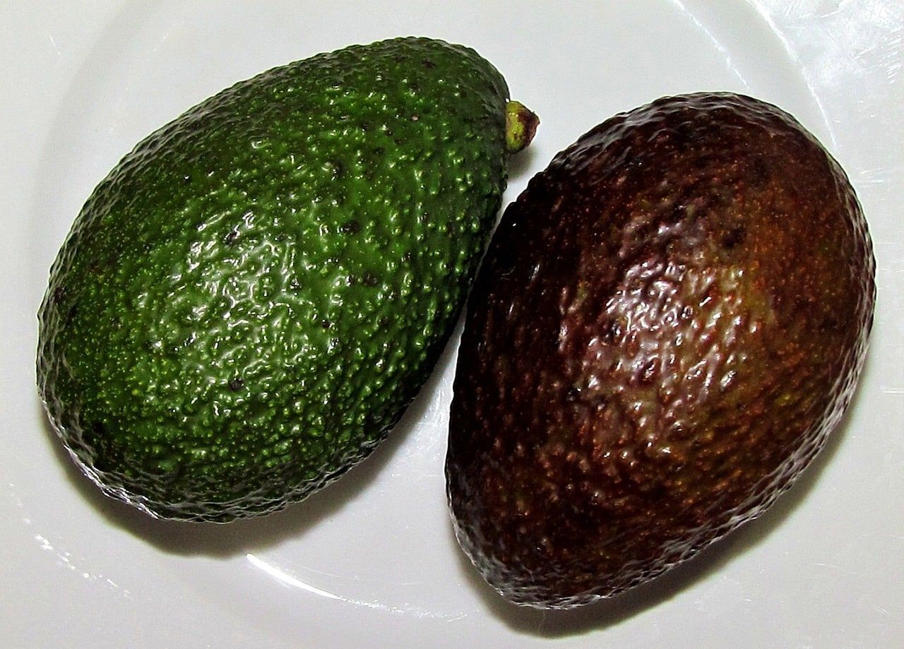 rezepte aus avocado